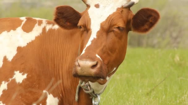 Vaca marrom com lugares brancos em um pasto de verão — Vídeo de Stock