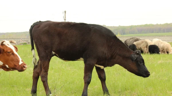 The calf on a summer pasture — Stock Photo, Image