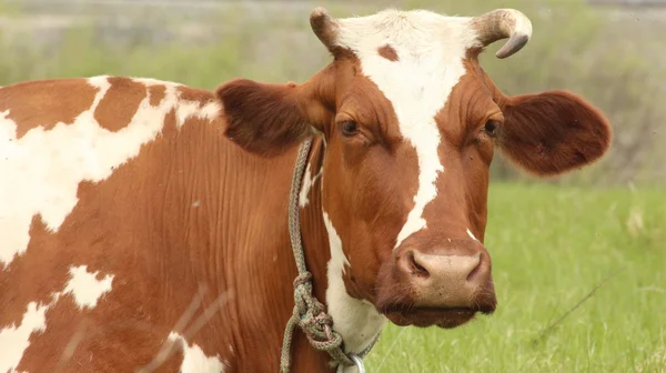 Bruin koe met witte vlekken op een zomer weiland — Stockfoto