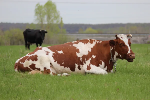 Brun ko med vita fläckar på en fäbod — Stockfoto