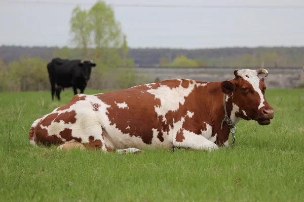 Brown cow with white spots on a summer pasture — Stock Photo, Image