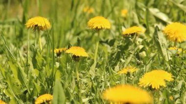 dandelions çim. Bahar