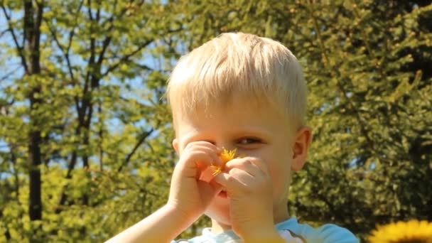 Blondynem chłopiec na polanie wśród kwiatów i mniszek lekarski — Wideo stockowe