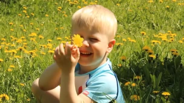 Светловолосый мальчик на поляне среди цветов и одуванчиков — стоковое видео