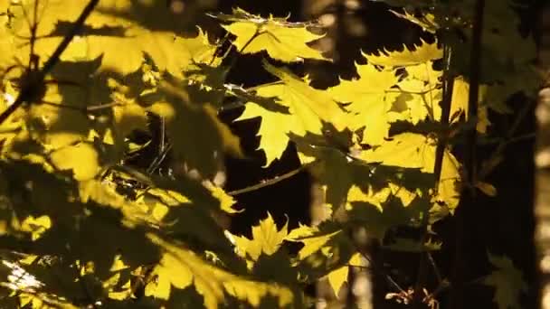 Lönnlöv. i skogen — Stockvideo