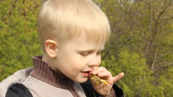 Garçon blond dans la nature — Video