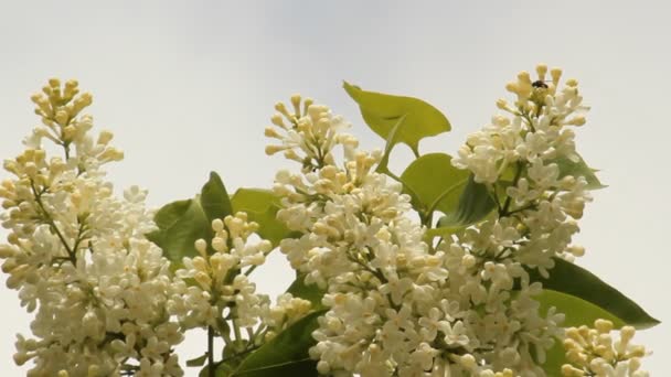 Blooming lilacs — Stock Video