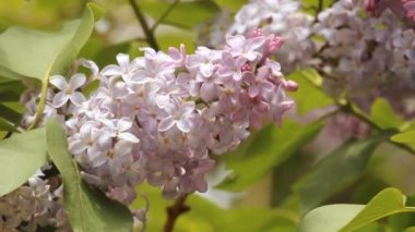 çiçek açan leylaklar