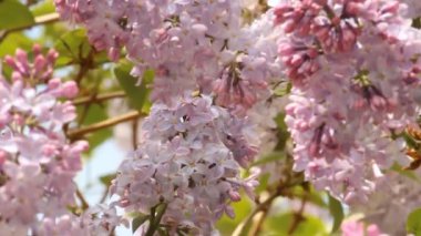 çiçek açan leylaklar