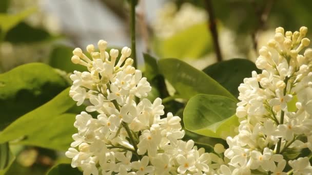 Blooming lilacs — Stock Video