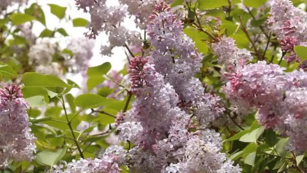 Blooming lilacs — Stock Video