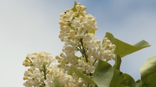 Blooming lilacs — Stock Video