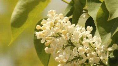 çiçek açan leylaklar