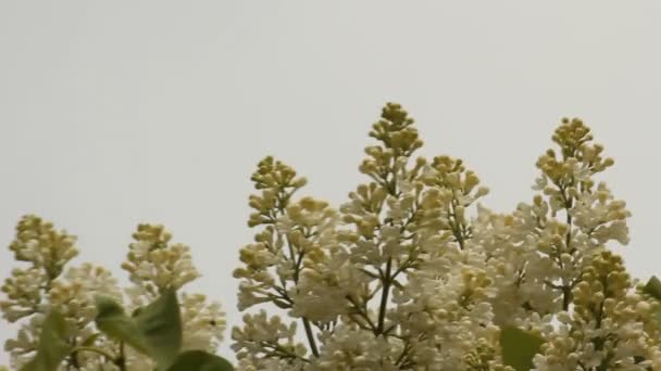 Blommande syrener — Stockvideo