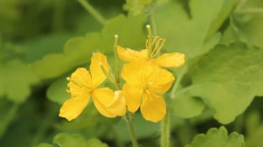 kırlangıçotu, nipplewort (chelidonium)