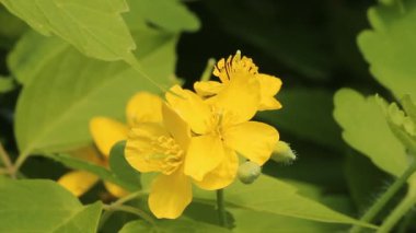 kırlangıçotu, nipplewort (chelidonium)