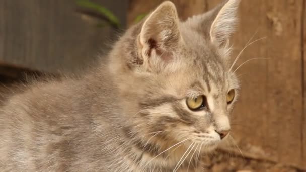 Gato de cerca — Vídeo de stock