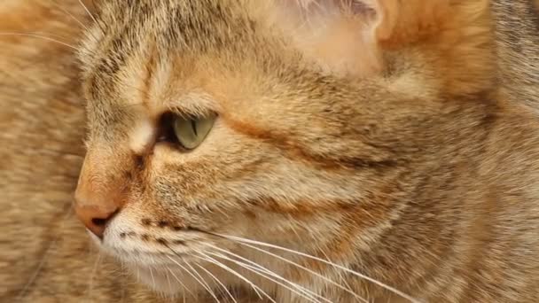 Cat close-up — Stockvideo