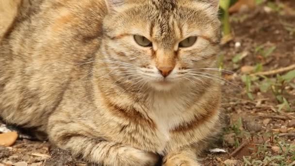 Chat gros plan