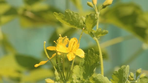 Celandine, сосок (Chelidonium ) — стоковое видео