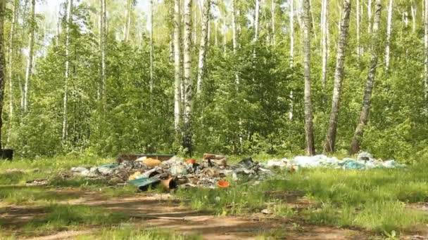 Vuilnisbelt in het bos. verontreiniging van het milieu — Stockvideo