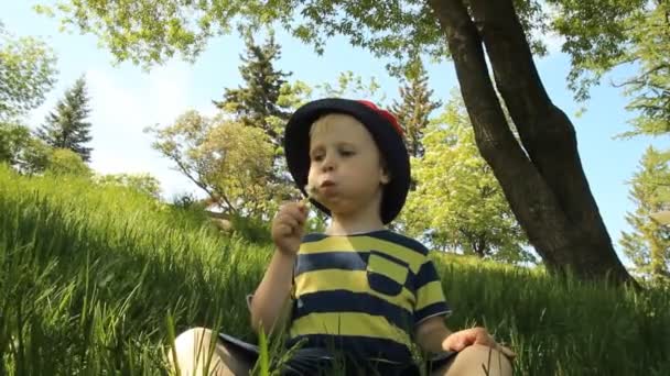 タンポポの草原上の小さな男の子 — ストック動画