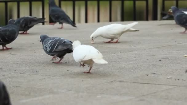 公园里的鸽子 — 图库视频影像
