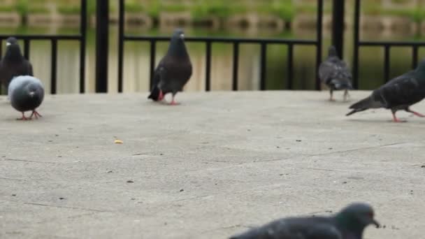 公园里的鸽子 — 图库视频影像