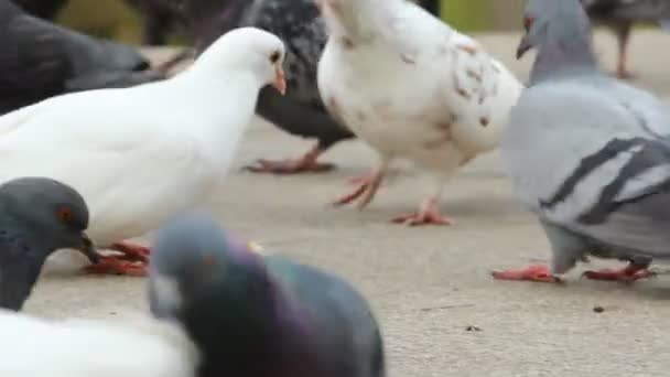 Gołębie w parku — Wideo stockowe