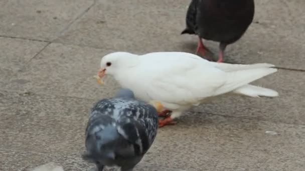 Tauben im Park — Stockvideo