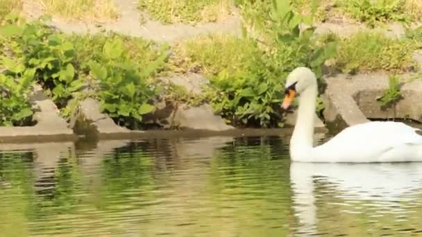 Svanar i parken — Stockvideo