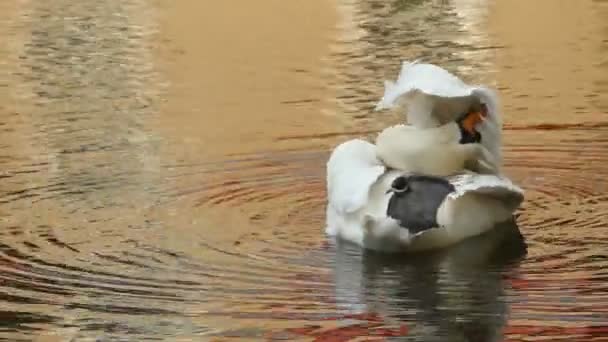 Swan in a park pond — Stock Video