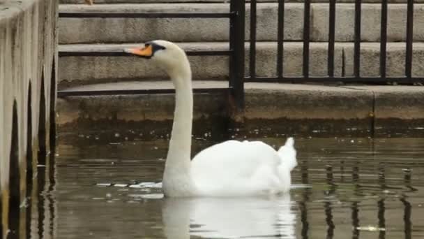 Swan in a park pond — Stock Video