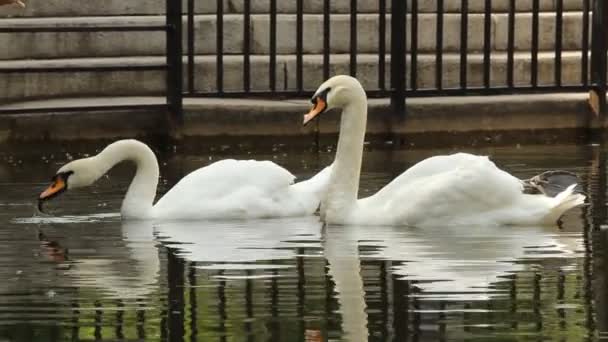 Cisnes em uma lagoa de parque — Vídeo de Stock