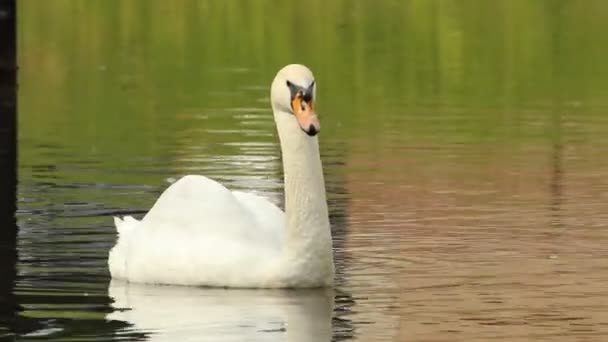 Cygne dans un étang de parc 