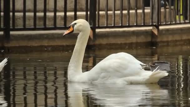 Cigno in un laghetto del parco — Video Stock