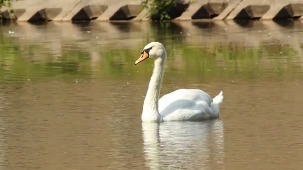 Swan in a park pond — Stock Video