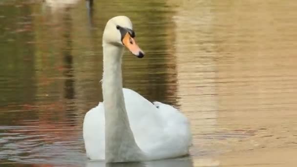 Cisne en un estanque del parque — Vídeo de stock