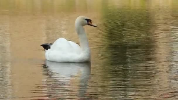 Cisne em uma lagoa de parque — Vídeo de Stock