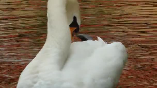 Swan in a park pond — Stock Video