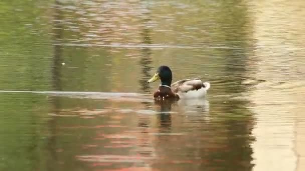 Pato salvaje en un estanque — Vídeos de Stock