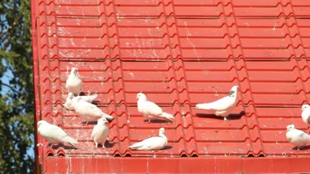 Palomas en un techo rojo — Vídeo de stock