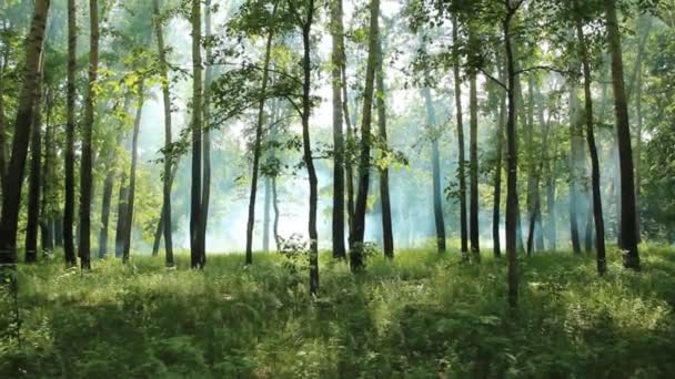 Brand in een forest — Stockvideo