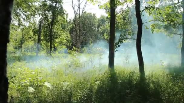 Fuego en un bosque — Vídeo de stock