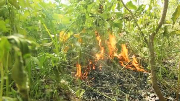 Požár. zapalování v létě v lese — Stock video