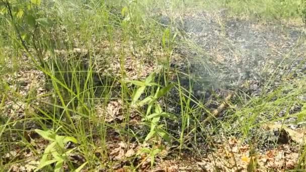 Un feu de forêt. Allumage de l'été dans les bois 