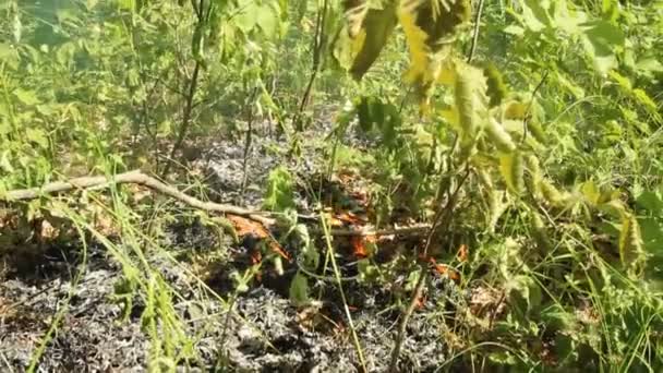 Un feu de forêt. Allumage de l'été dans les bois — Video