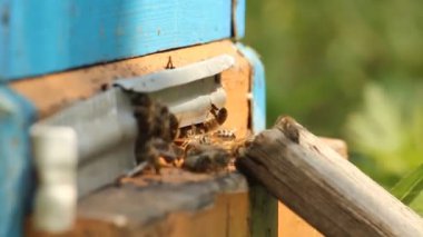 kovan. Arı kovanı, arı