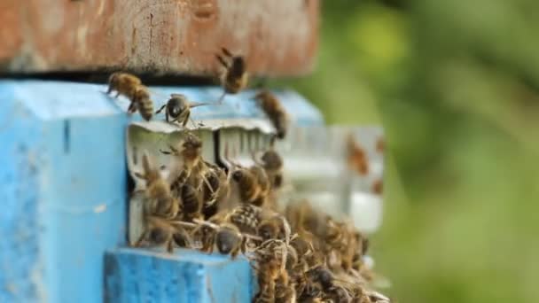 Ruche. Les abeilles dans le rucher — Video