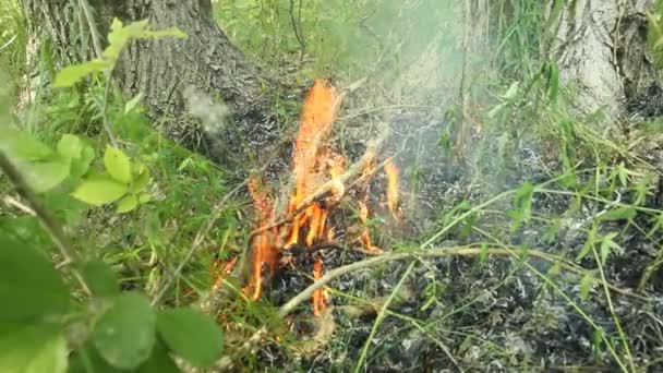 Fuego en el bosque — Vídeos de Stock